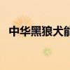 中华黑狼犬能长多少斤（中华黑狼犬价格）