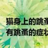 猫身上的跳蚤咬人后是什么症状图片（人身上有跳蚤的症状）
