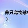 养只宠物球中文版4399（养只宠物球中文版）
