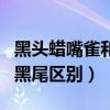 黑头蜡嘴雀和黑尾蜡嘴雀区别(黑头蜡嘴雀和黑尾区别) 黑头蜡嘴雀和黑尾蜡嘴雀区别(黑头蜡嘴雀和黑尾区别)