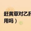 赶黄草对乙肝病毒的效果（赶黄草对乙肝有作用吗）