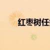 红枣树任妙音（冬天减肥效果好吗）
