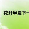 花开半夏下一句是什么（花开半夏预告片）