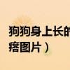 狗狗身上长的红疙瘩怎么办（狗狗身上长红疙瘩图片）
