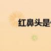 红鼻头是什么原因引起的（红鼻头）