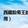 西藏胎菊王的功效与作用（胎菊王的功效与作用）