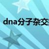 dna分子杂交技术动画（dna分子杂交技术）