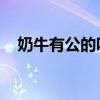 奶牛有公的吗 百度百科(奶牛有公的吗) 奶牛有公的吗 百度百科(奶牛有公的吗)