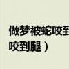 做梦被蛇咬到腿没有见血什么意思（做梦被蛇咬到腿）