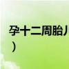 孕十二周胎儿真实图片（孕十二周真实胎儿图）