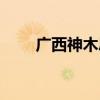广西神木思櫑木（思民神木豪华版）