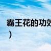霸王花的功效与作用（霸王花是火龙果的花吗）