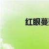 红眼蔓影术台词（红眼蔓影术）
