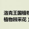 洛克王国植物园采花任务没见羽毛（洛克王国植物园采花）