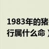 1983年的猪是什么命五行属什么（1995年五行属什么命）
