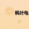 枫叶龟可以活多久（枫叶龟吧）