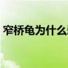 窄桥龟为什么爱咬人（窄桥龟为什么那么贵）