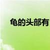 龟的头部有白色的东西（枫叶龟好养吗）