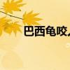 巴西龟咬人吗 食物（巴西龟咬人吗）