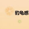 豹龟感冒了怎么办（豹龟感冒）
