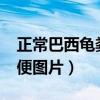 正常巴西龟粪便是什么颜色?（巴西龟正常粪便图片）