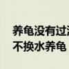 养龟没有过滤器 要每天换水么（无过滤三年不换水养龟）
