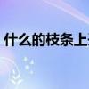 什么的枝条上开满了什么的花（什么的枝条）
