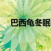 巴西龟冬眠吗?为什么?(巴西龟冬眠吗) 巴西龟冬眠吗?为什么?(巴西龟冬眠吗)