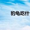 豹龟吃什么牌子龟粮(豹龟吃什么) 豹龟吃什么牌子龟粮(豹龟吃什么)