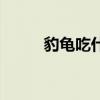 豹龟吃什么当主食（豹龟吃什么）