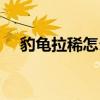 豹龟拉稀怎么办视频（豹龟拉稀怎么办）