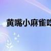 黄嘴小麻雀吃什么食物（麻雀吃什么食物）