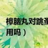 樟脑丸对跳蚤的功效与作用（樟脑丸对跳蚤有用吗）