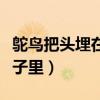 鸵鸟把头埋在沙子里的视频（鸵鸟把头埋在沙子里）