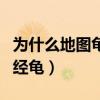 为什么地图龟是龟中逗比（地图龟为什么叫神经龟）