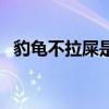 豹龟不拉屎是怎么回事(豹龟拉稀怎么办) 豹龟不拉屎是怎么回事(豹龟拉稀怎么办)