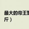 最大的帝王蟹有多重（帝王蟹最大帝王蟹105斤）