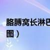 胳膊窝长淋巴结怎么办（胳膊窝出疙瘩淋巴结图）