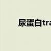 尿蛋白trace正常吗（尿蛋白trace）