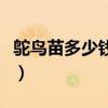 鸵鸟苗多少钱一只批发价(鸵鸟苗多少钱一只) 鸵鸟苗多少钱一只批发价(鸵鸟苗多少钱一只)