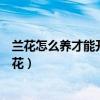 兰花怎么养才能开花什么时候浇兰菌王（兰花怎么养才能开花）