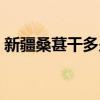 新疆桑葚干多少钱一斤（桑葚干多少钱一斤）