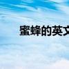 蜜蜂的英文单词怎么说（蜜蜂的英文）
