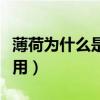 薄荷为什么是姨妈杀手（薄荷泡脚的功效与作用）