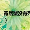寄居蟹没有壳子的样子（寄居蟹不带壳的样子）