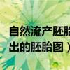 自然流产胚胎流出后就干净了吗（自然流产流出的胚胎图）