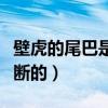壁虎的尾巴是怎么断掉的（壁虎的尾巴是怎么断的）
