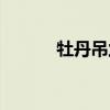牡丹吊兰有毒吗（吊兰有毒吗）