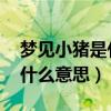 梦见小猪是什么意思 周公解梦（梦见小猪是什么意思）