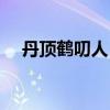 丹顶鹤叨人（丹顶鹤赖在牧民家求遛弯）